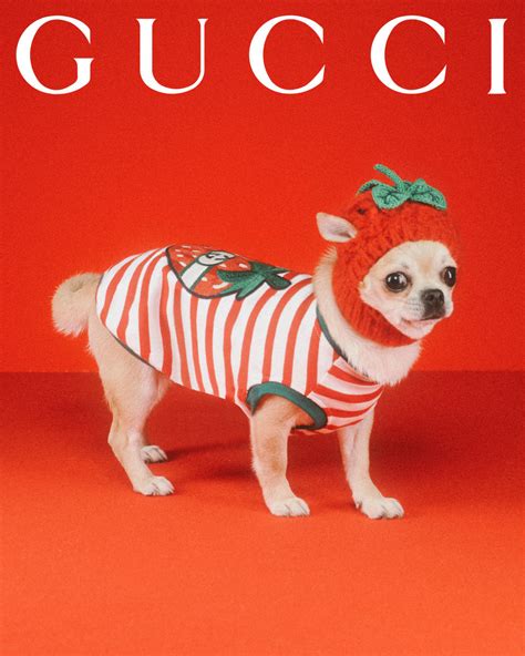 the dog face gucci|Gucci pet collection.